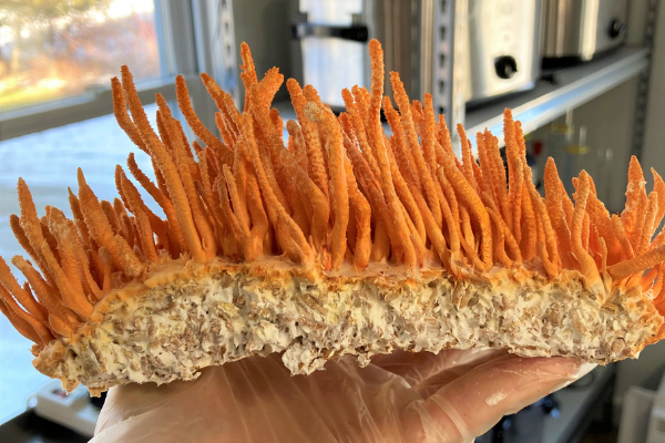 Cordtea for immunity : nature shield in every Sip